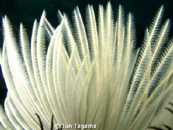 Feather duster worm - G12 + UCL165 by Jun Tagama 